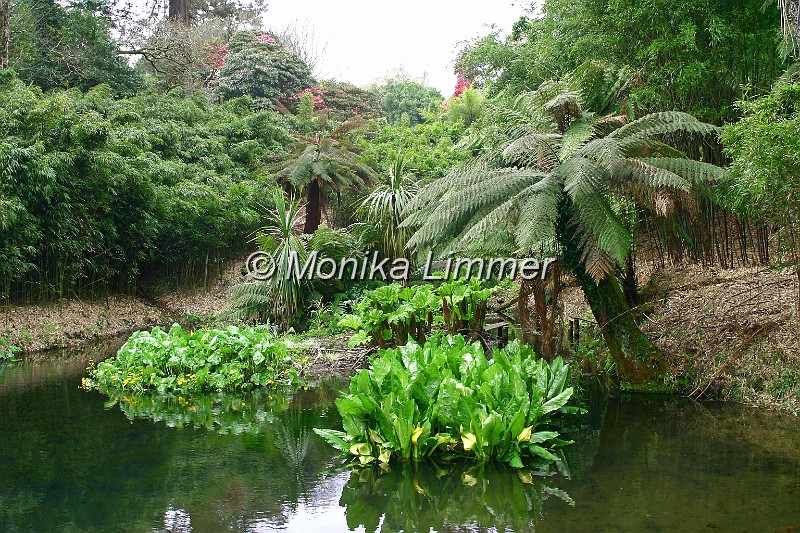 7147_palmen u wasser.jpg